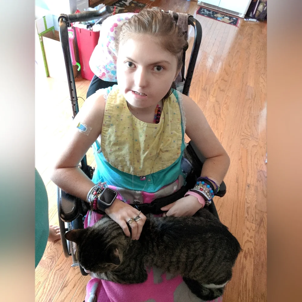 Losing your Cat Comfort Pet Companion